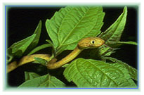 The brown tree snake, Boiga irregularis.