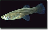The introduction of the Western mosquito fish still continues.